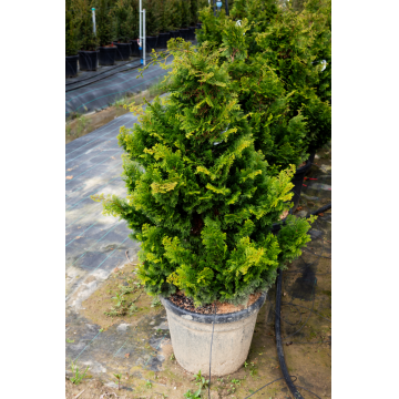 Chamaecyparis obtusa (Faux cyprès) ´Nana Gracilis´ 100+ cm - cont. 35 litres