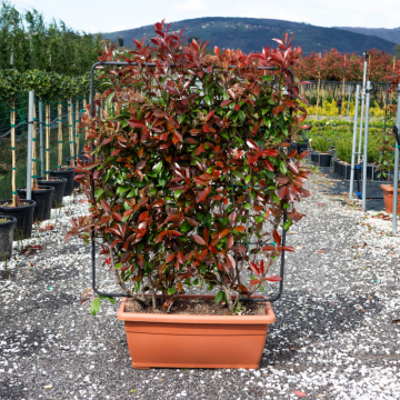 Photinia X fraseri ´Red robin´ 150/+ cm - en caissette (Vert)