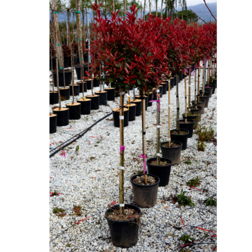Photinia X fraseri ´Red robin´ demi-tige - cont. 30 litres
