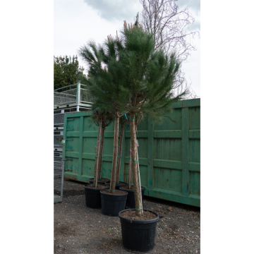 Pinus pinea (Pin parasol) tronc 18/20 cm - cont. 70 litres