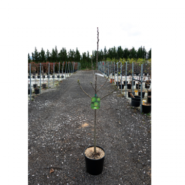 Ficus carica - Figuier ´Dottato´ - cont. 9.5 litres