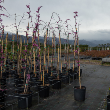 Cercis canadensis (Gainier du Canada) ´Lavender twist´  - cont. 15 lt