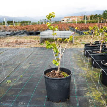 Cercis canadensis (Gainier du Canada) ´Shirobana´ - cont. 15lt