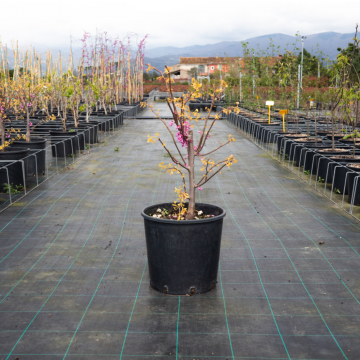 Cercis canadensis (Gainier du Canada) ´The rising Sun´- cont. 15lt