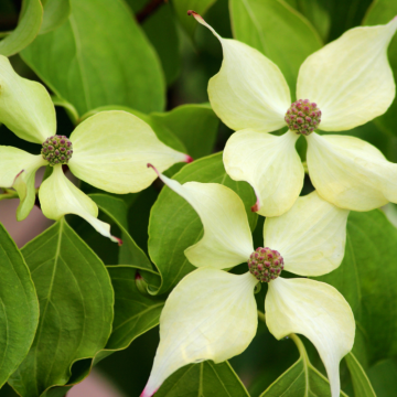 Cornus Kousa Chinensis  - en pot de 9,5 litres