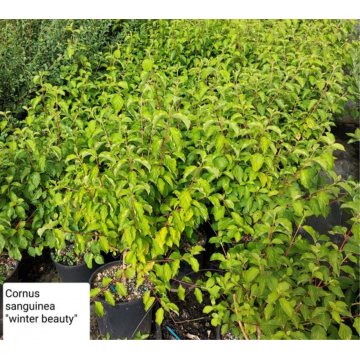 Cornus sanguinea (Cornouiller sanguin) ´Winter Beauty´ - cont. 9.5 litres