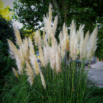 Cortaderia selloana ´Evita´ - cont. 9.5 litres