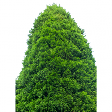 Cupressocyparis leylandii (Cyprès de Leyland) 200/250 cm - cont. 30 litres