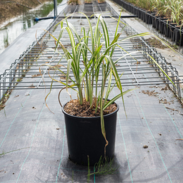 Miscanthus sinensis ´Cabaret´ (Roseau de Chine) - cont. 7.5 litres