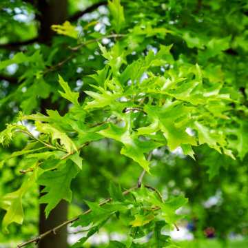 Quercus palustris (Chêne des marais) tronc 12/14 cm