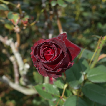 Rosier Black Baccara® en pot de 3 litres