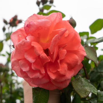 Rosier grimpant 'Salmone' - cont. 9.5l_x000D_