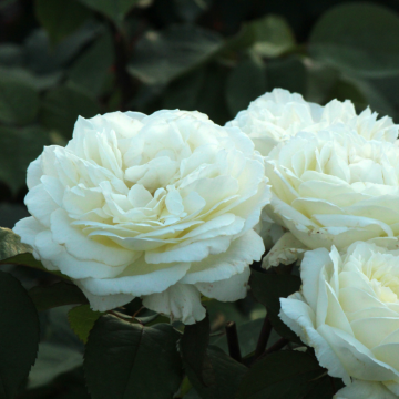 Rosier buisson ´Jeanne Moreaux´ - cont. 3l (Rosa x hybrida)