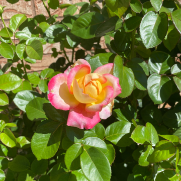 Rosier Oriental peace - cont. 6 litres