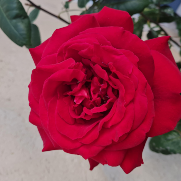 Rosier Poema - cont. 3 litres