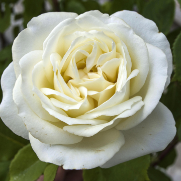 Rosier Chopin en pot de 3 litres