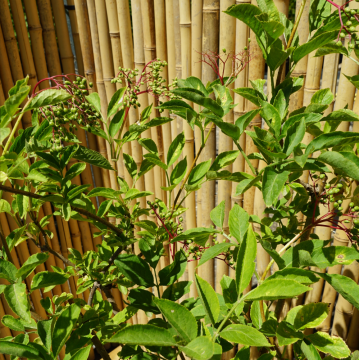 Sureau noir - cont. 9.5l (Sambucus nigra)