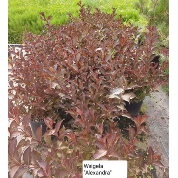 Weigela florida ´Alexandra®´ - cont. 9.5 litres