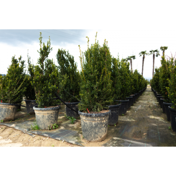 Taxus media ´Hillii´ (If mâle sans fruit) 100/150 cm - cont. 30 litres