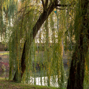 Salix sepulcralis ´Chrysocoma´ (Saule pleureur doré) tronc 18/20 cm - cont. 130 à 230 litres