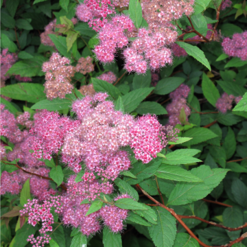 Spiraea japonica (Spirée japonaise) ´Goldflame´ - cont. 3 litres