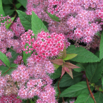 Spiraea japonica (Spirée japonaise) ´Genpei´ - cont. 3 litres