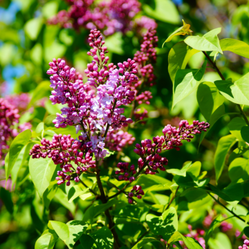 Syringa vulgaris Belle de Nancy demi tige - en pot de 9,5 litres