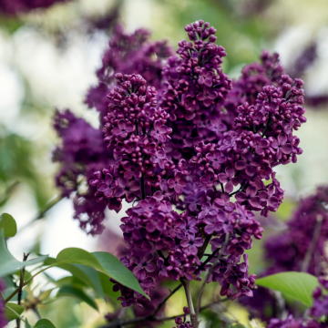 Syringa vulgaris (Lilas commun) 'Charles Joly' en pot de 9.5 litres