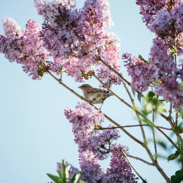 Syringa vulgaris Katherine havemeyer demi tige - en pot de 9,5 litres