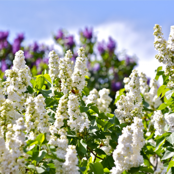 Syringa vulgaris Madame lemoine demi tige - en pot de 9,5 litres