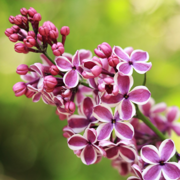 Syringa vulgaris Sensation demi tige - en pot de 9,5 litres