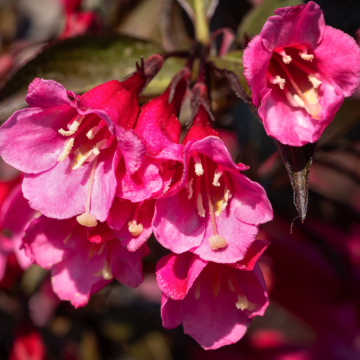 Weigela florida ´Moulin Rouge - Brigela´ - cont. 9.5 litres