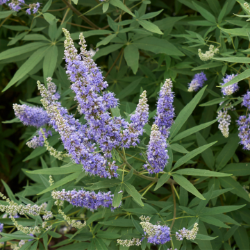 Vitex agnus-castus ´Latifolia´ (Gattilier) - cont. 9.5 litres