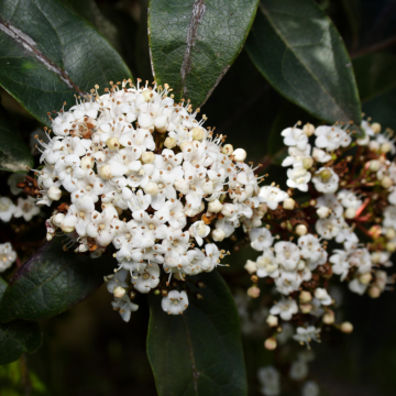 Viburnum tinus (Viorne tin) demi-tige