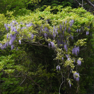 Wisteria brachybotrys ´Yokohama Fuji´ - Glycine 150/200 cm - cont.9,5 litres