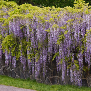Wisteria floribunda (Glycine floribonde)  'Ito Koku Riu' - 9,5lt