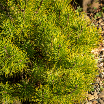 Pin de montagne 'Ophir' - Demi-tige - En coupe  