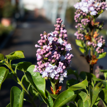 Syringa vulgaris Michel Buchner demi tige - en pot de 9,5 litres