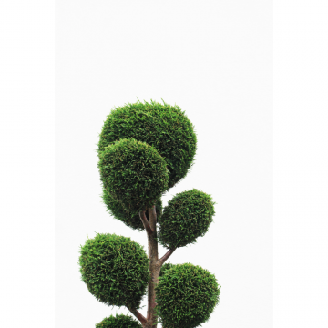 Cyprès de Leyland 'Castlewellan Gold Pompon' - cont. 30l - 150/175cm (Cupressocyparis leylandii)