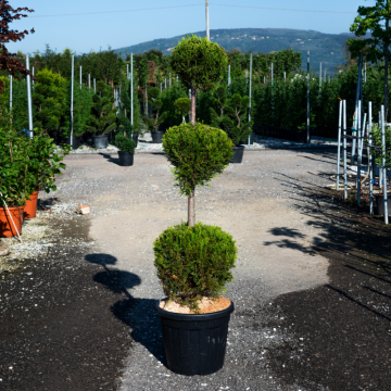 Cupressocyparis leylandii (Cyprès de Leyland) 3 boules 160/180 cm - cont. 35 litres