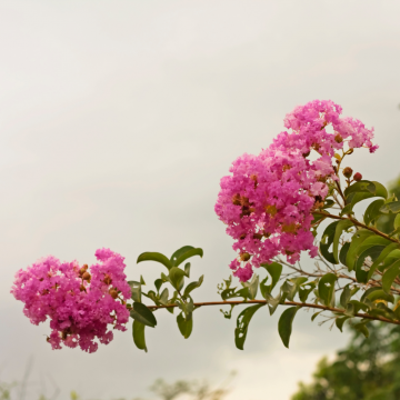 Lagerstroemia indica (Lilas des Indes, Lilas d´été) haute tige, tronc 20/25 cm