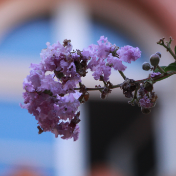 Lagerstroemia  indica ´Lavander Lace´ - en pot de 9,5lt