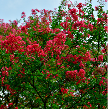 Lagerstroemia indica (Lilas d´été) ´Red imperator´ - cont. 3 à 5 litres