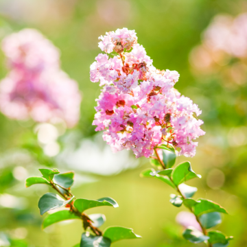 Lagerstroemia indica ´Blush´  - en pot de 9,5lt