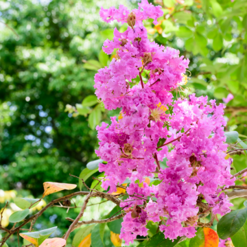 Lagerstroemia indica ´Sioux´ - en pot de 9,5lt
