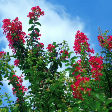 Lagerstroemia indica ´Victoria´ - en pot de 9,5lt