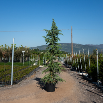 Cedrus deodara (Cèdre de l´Himalaya) ´Bushes Electra´ 200/250 cm - cont. 55 litres