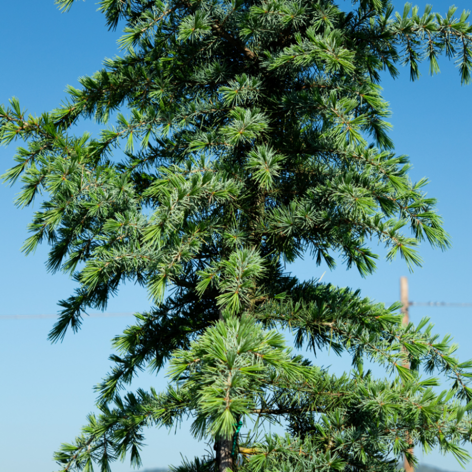 Cedrus deodara (Cèdre de l´Himalaya) ´Bushes Electra´ — free download