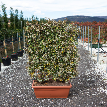 Elaeagnus ebbingei (Chalef) ´Viveleg´