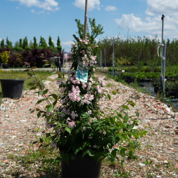 Kolkwitzia amabilis (Buisson de beauté) - cont. 9.5 litres